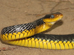 Chironius carinatus