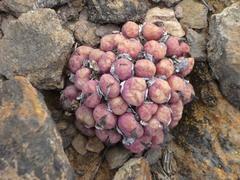 Conophytum ficiforme
