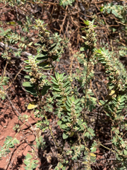 Euphorbia anthonyi
