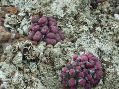 Conophytum ficiforme