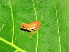 Dendropsophus minusculus