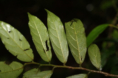 Alangium polyosmoides