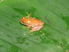 Dendropsophus minusculus