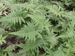 Phegopteris connectilis