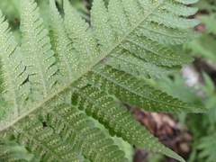 Phegopteris connectilis