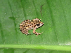 Adenomera hylaedactyla