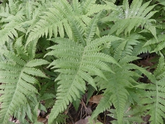 Phegopteris connectilis