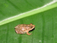 Pseudopaludicola mystacalis