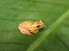 Dendropsophus minusculus