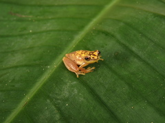 Dendropsophus minusculus