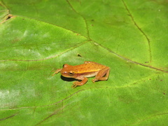 Dendropsophus nanus