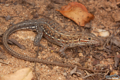 Meroles squamulosus