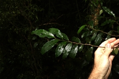 Alangium polyosmoides