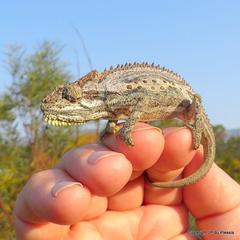 Bradypodion gutturale