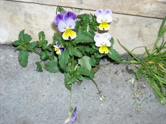 Viola tricolor tricolor
