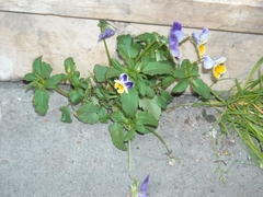Viola tricolor tricolor