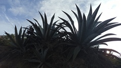 Agave cordillerensis