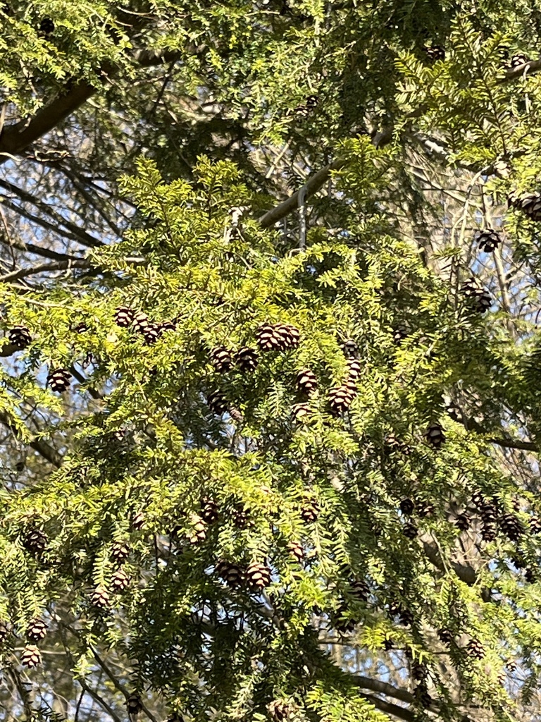 eastern hemlock from Eliot Rd, Erie, PA, US on April 30, 2022 at 08:13 ...