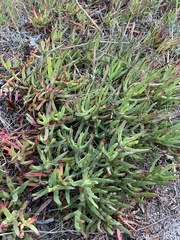 Carpobrotus edulis edulis