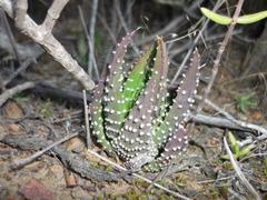 Tulista pumila