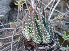 Tulista pumila
