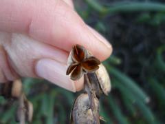 Tulista pumila