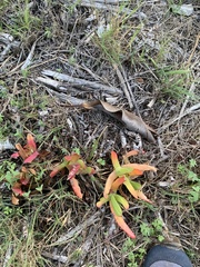 Carpobrotus edulis edulis