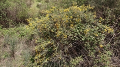 Adenocarpus decorticans