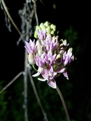 Asclepias rubra
