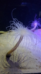 Ceriantheopsis austroafricanus