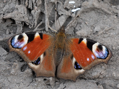 Aglais io