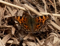 Polygonia c-album