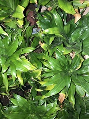 Dracaena fragrans compacta
