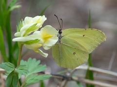 Gonepteryx rhamni