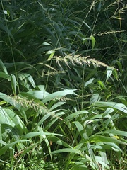 Setaria megaphylla