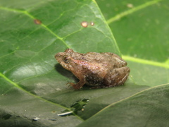 Pseudopaludicola mystacalis