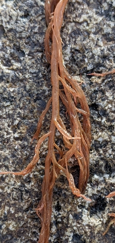Image of Agardhiella subulata by (c) Zac Peterson, some rights reserved (CC BY)