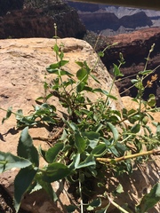 Penstemon pseudospectabilis