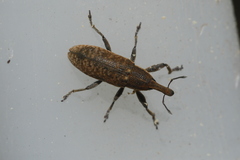 Lixus punctiventris
