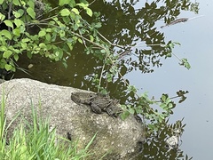 Pelophylax perezi