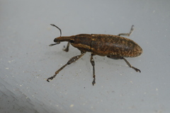 Lixus punctiventris