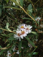Diplostephium haenkei