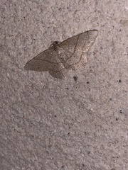 Trigrammia quadrinotaria