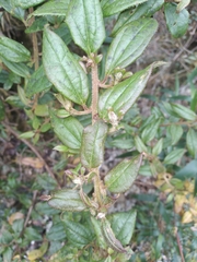 Baccharis saliens