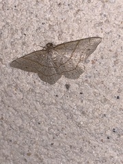 Trigrammia quadrinotaria