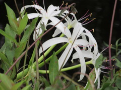 Crinum americanum