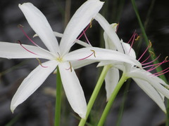 Crinum americanum