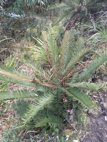 Lomariocycas aurata (Lomariocycas aurata)