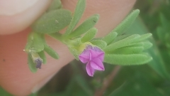 Calibrachoa parviflora