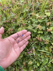 Desmodium molliculum